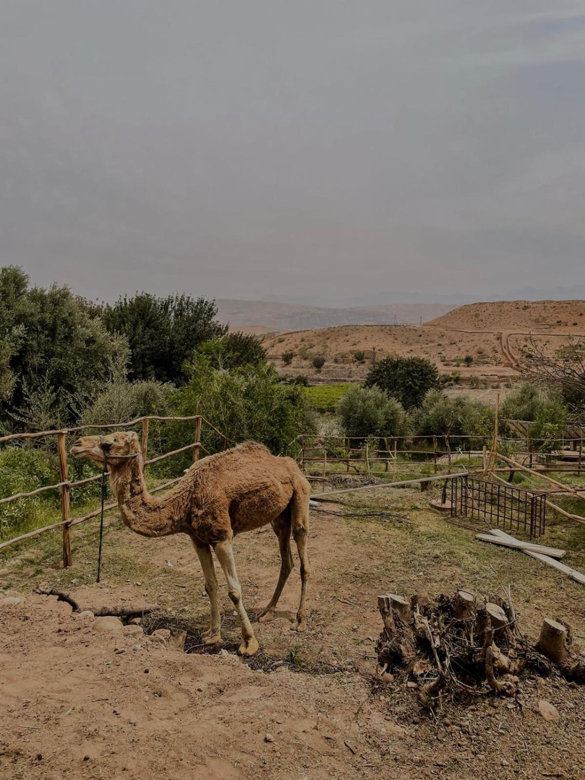 Les Terrasses Du Lac Marrakech Lalla Takerkoust Eksteriør bilde