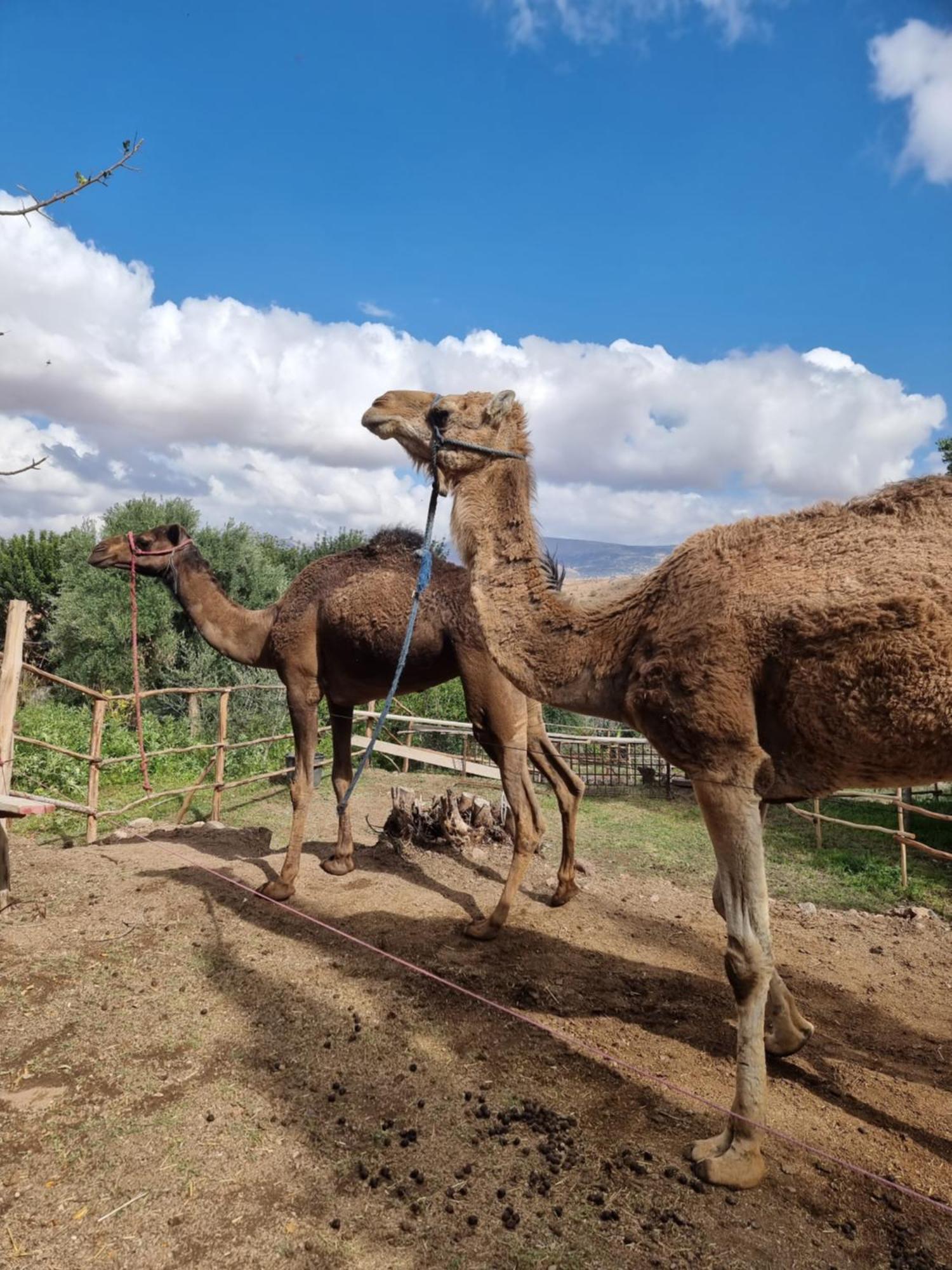 Les Terrasses Du Lac Marrakech Lalla Takerkoust Eksteriør bilde